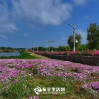 美景如畫，東平湖環(huán)湖路迎最佳觀賞季,！