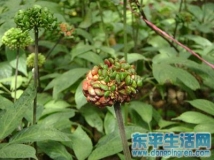 ,、三七是補(bǔ)氣最佳選擇