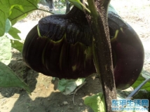 在東平也能種出香蕉來,，不信你進來!