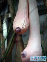 酷似女性胸部的乳瓜,？介瓜長得真是含蓄啊~